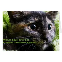 Please Spay Your Cat Prevent Unwanted Kittens