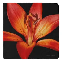 Beautiful Red Orange Asiatic Lily Gran Paradiso Trivet