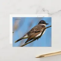 Eastern Kingbird Flycatcher Songbird on a Branch Postcard