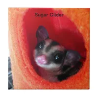 Sugar Glider in Orange Hanging Bed Tile