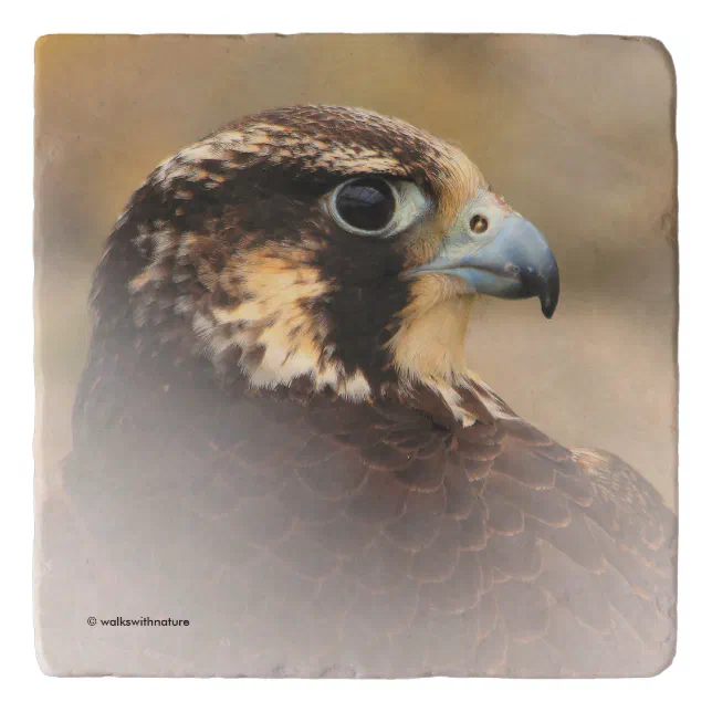 Vignetted Profile of a Peregrine Falcon Trivet