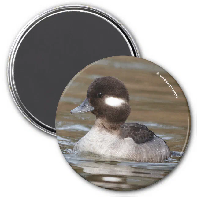 A Bufflehead Duck Swims By Magnet