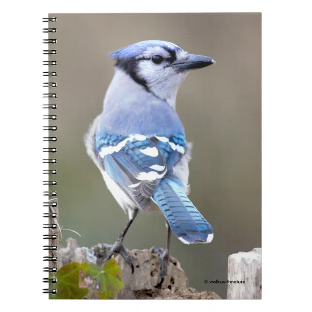 Cute Blue Jay Songbird on Treestump Notebook