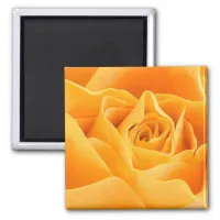 Orange Rose Magnet