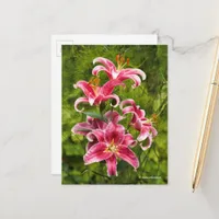 Elegant Floral Medley of Stargazer Oriental Lilies Postcard