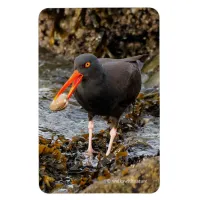 Stunning Black Oystercatcher with Clam Magnet