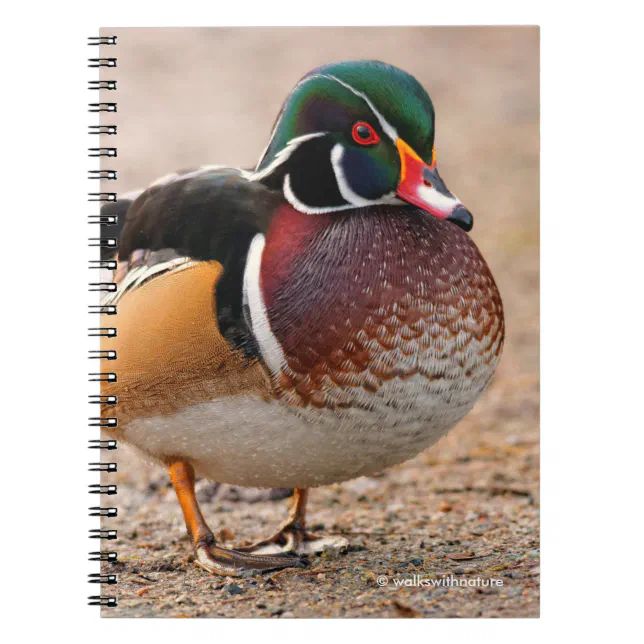 Wood Duck on Gravel Notebook