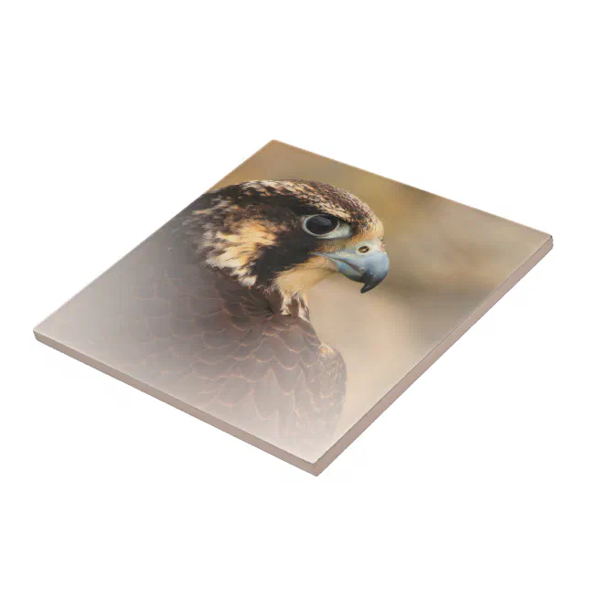 Stunning Vignetted Peregrine Falcon Ceramic Tile