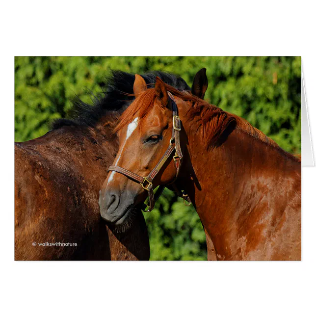 Two Beautiful Chestnut Horses in the Sun