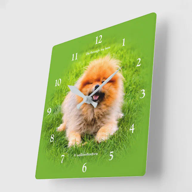 Winking Chuckling Funny Pomeranian Dog Square Wall Clock