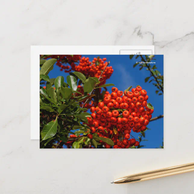 Pyracantha Coccinea Scarlet Firethorn Berries Postcard