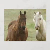 Equine Buddies Postcard