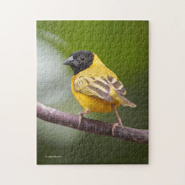 Stunning Black-Headed Weaver Bird Jigsaw Puzzle