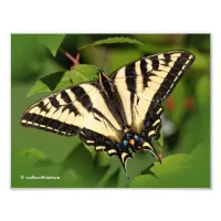 Beautiful Western Tiger Swallowtail Butterfly Photo Print