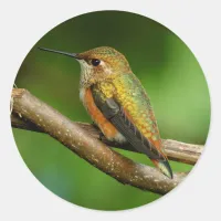 Beautiful Rufous Hummingbird on Twining Vines Classic Round Sticker