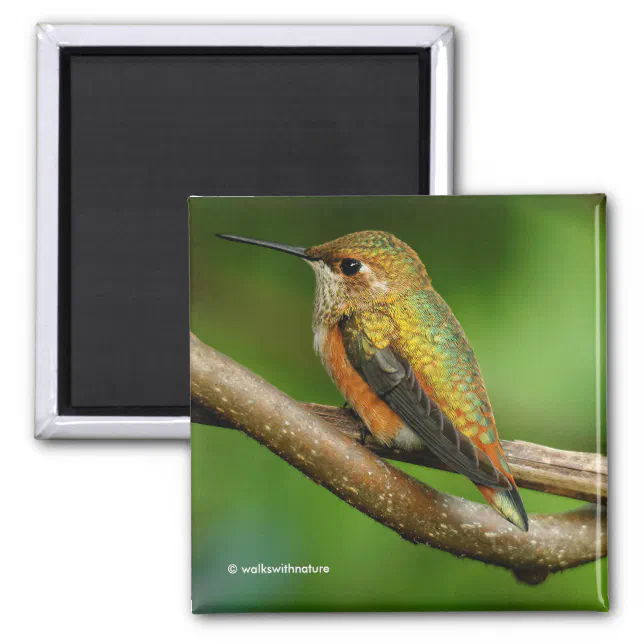 Stunning Rufous Hummingbird on Twining Vines Magnet