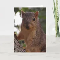 Cute Squirrel in Tree Blank Card