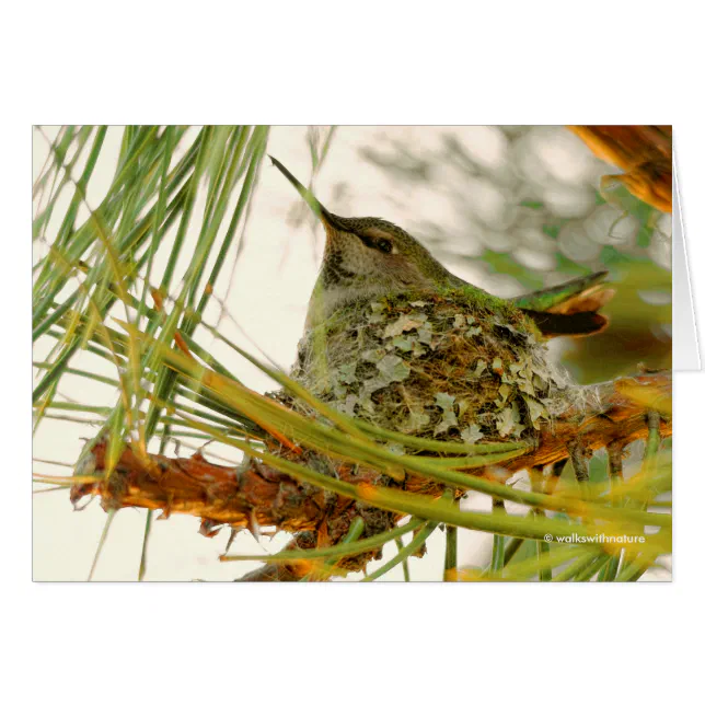 Stunning Anna's Hummingbird Mom on Nest