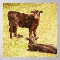 Angus Calves at Pasture Poster