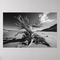 Driftwood tree trunk B&W photo Poster