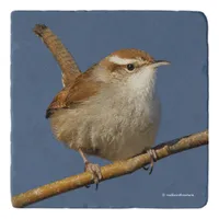 A Curious Bewick's Wren in the Tree Trivet