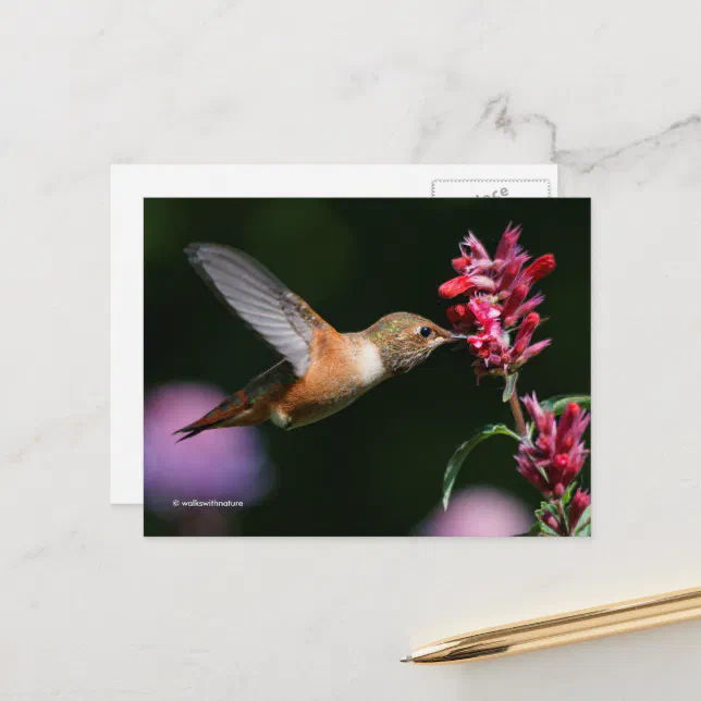 Rufous Hummingbird Drinking Anise Hyssop Nectar Postcard