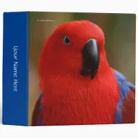 Beautiful "Lady in Red" Eclectus Parrot Binder
