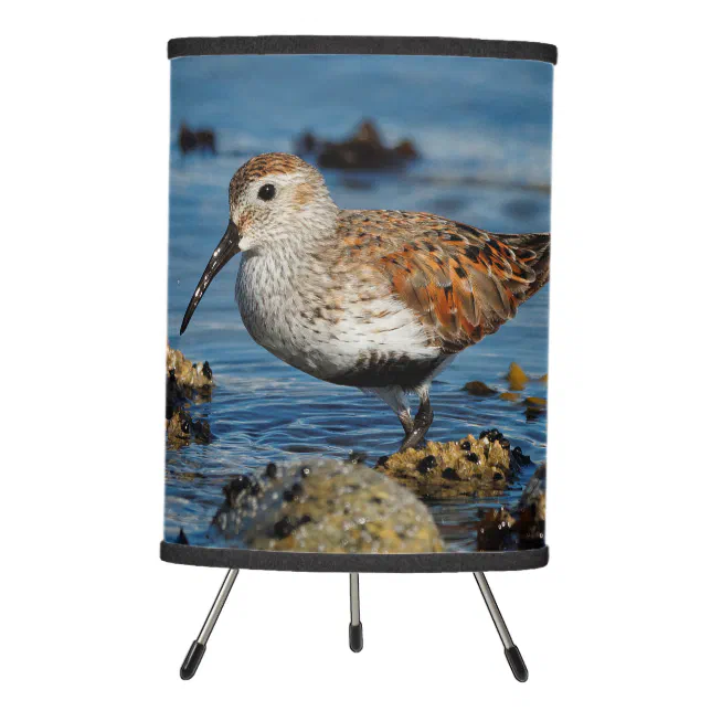 Beautiful Dunlin Sandpiper Goes Solo on the Beach Tripod Lamp