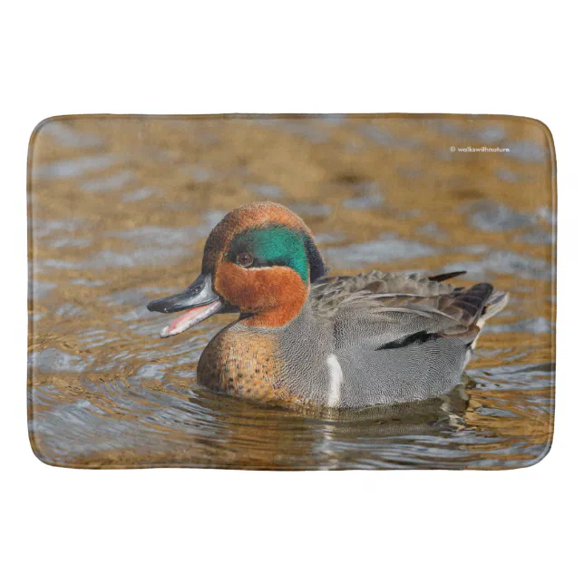 A Chatty Green-Winged Teal Duck at the Pond Bath Mat