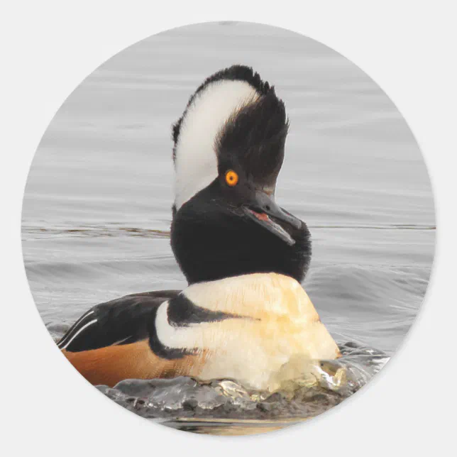 Surprised Hooded Merganser Duck at the Pond Classic Round Sticker