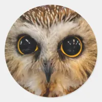 Cute Little Northern Saw Whet Owl Classic Round Sticker