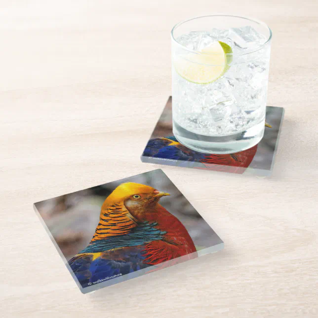 Profile of a Red Golden Pheasant Glass Coaster