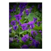 Wisconsin State Flower: Wood Violet Card