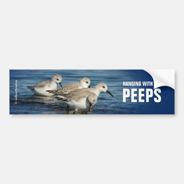 Funny Cute 4 Sanderlings Sandpipers at the Beach Bumper Sticker