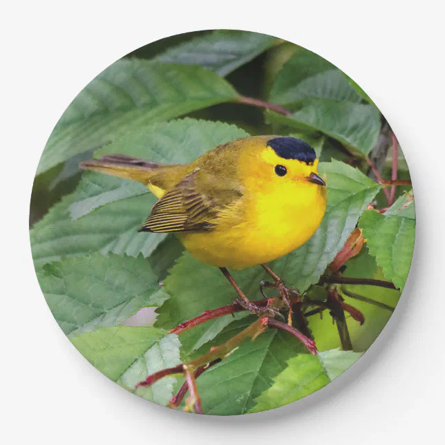 Cute Wilson's Warbler Songbird in the Cherry Tree Paper Plates