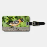 Closeup of a Handsome Black-Headed Grosbeak Luggage Tag