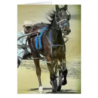 Standardbred Race Horse