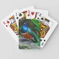 Stunning African Superb Starling Songbird Playing Cards