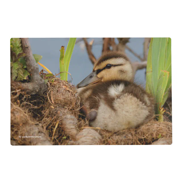 A Cute and Precocious Mallard Duckling Placemat