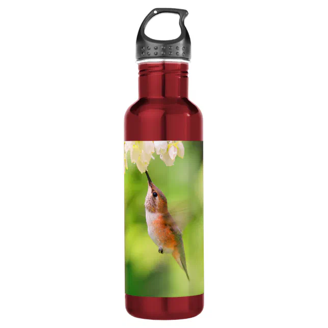 Rufous Hummingbird Sips Blueberry Blossom Nectar Stainless Steel Water Bottle