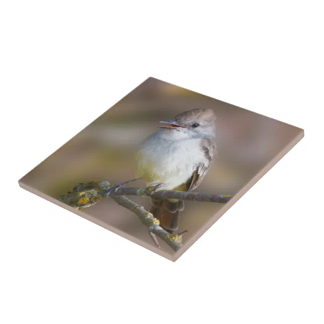 Cute Ash-Throated Flycatcher Songbird on Branch Ceramic Tile