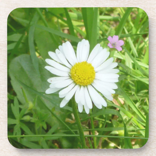 Pretty Little White and Yellow Miniature Daisy Drink Coaster