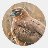 Beautiful Northern Harrier Hawk in the Marshes Classic Round Sticker