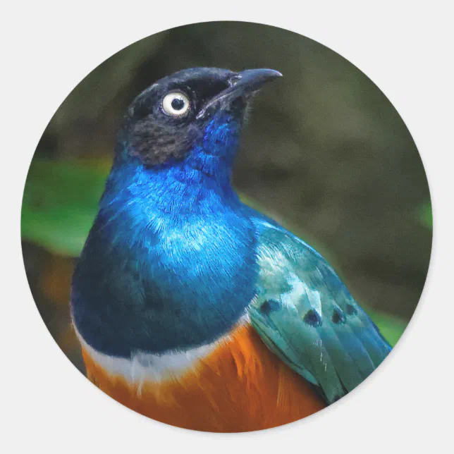 A Stunning African Superb Starling Classic Round Sticker