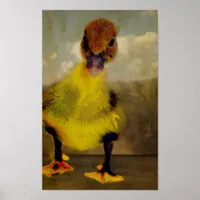 Muscovy Duckling Poster