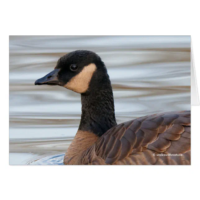 Profile of a Cackling Goose