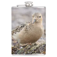 Beautiful Buff-Breasted Sandpiper at the Beach Hip Flask