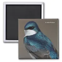Handsome Tree Swallow Songbird on a Wire Magnet