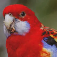 WWN Cheeky Eastern Rosella