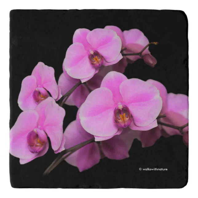 Elegant Pink Orchids Phalaenopsis on Black Trivet